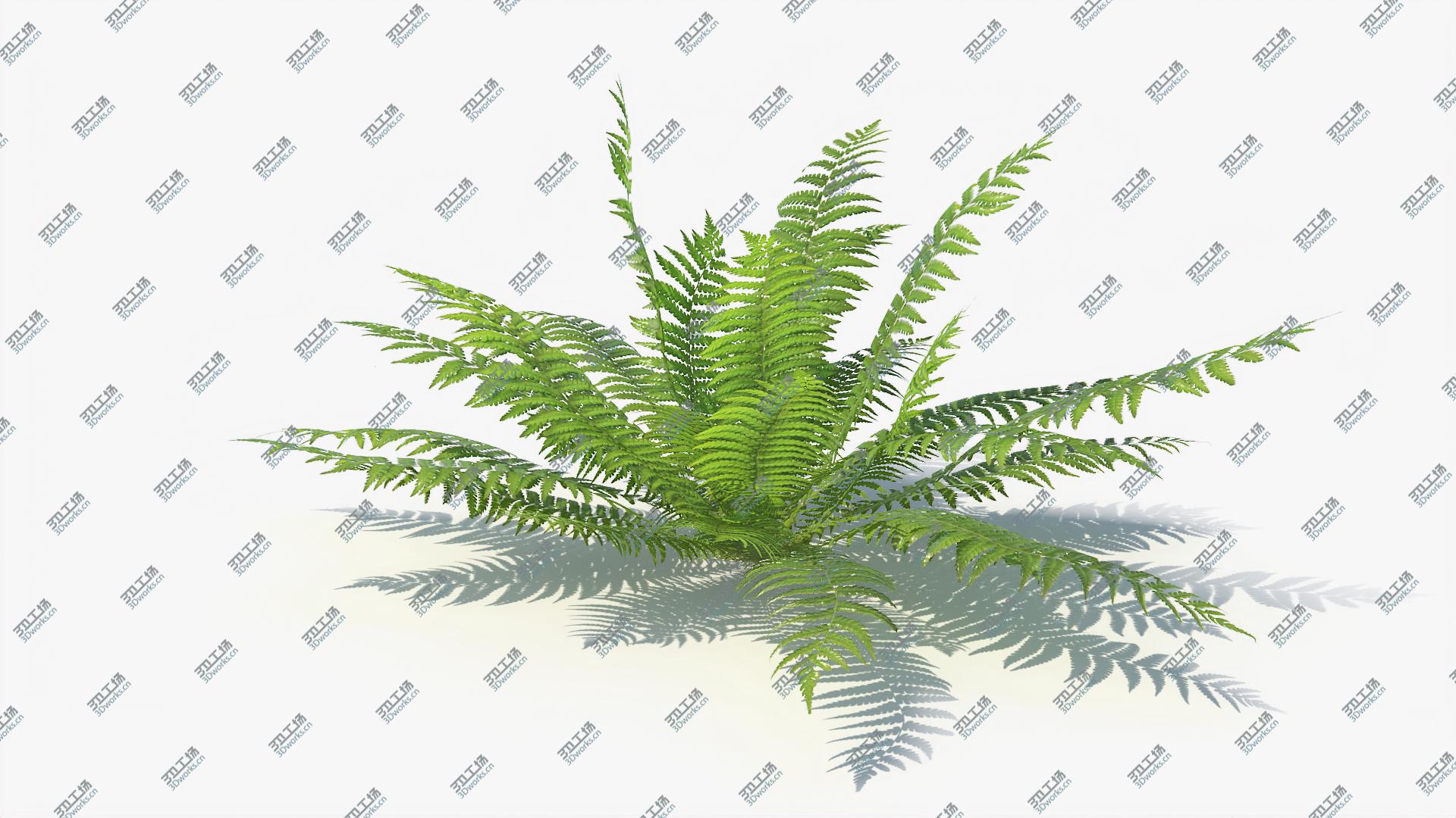 images/goods_img/2021040234/3D Ferns 01-07 model/4.jpg